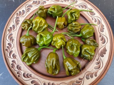 Перец «Habanero Green» Перец «Habanero Green»
