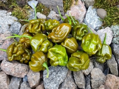 Перец «Habanero Green» Перец «Habanero Green»
