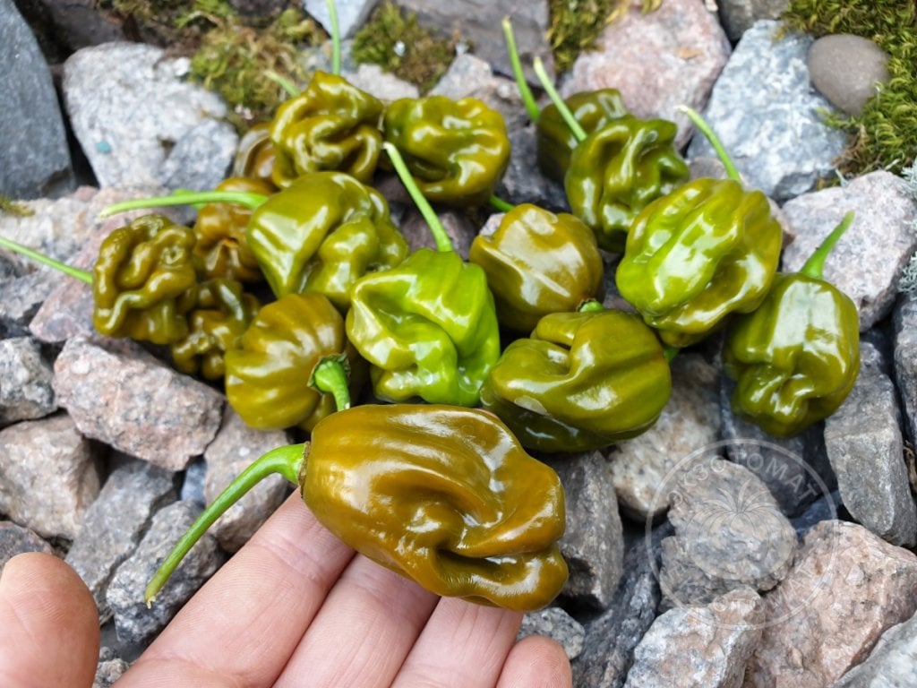Перец «Habanero Green» Перец «Habanero Green»