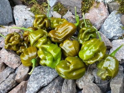 Перец «Habanero Green» Перец «Habanero Green»