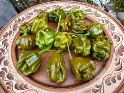 Перец «Habanero Green» Перец «Habanero Green»