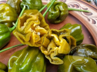 Перец «Habanero Green» Перец «Habanero Green»