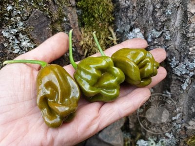 Перец «Habanero Green» Перец «Habanero Green»