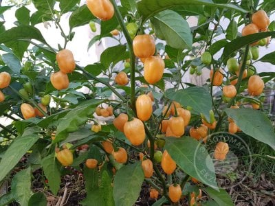 Перец «Habanero Peach» Перец «Habanero Peach»