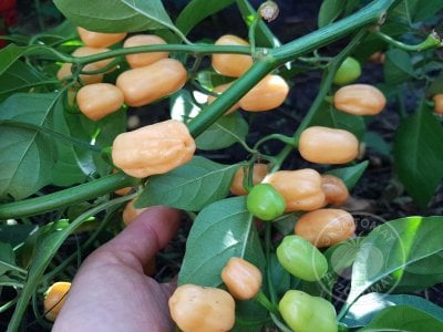 Перец «Habanero Peach» Перец «Habanero Peach»