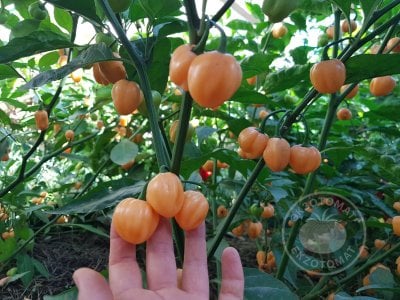 Перец «Habanero Peach» Перец «Habanero Peach»
