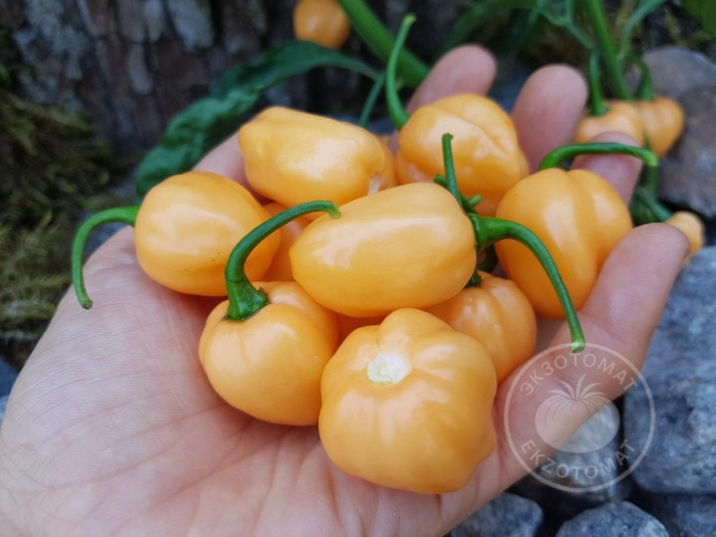 Перец «Habanero Peach» Перец «Habanero Peach»