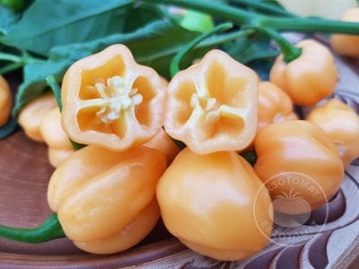 Перец «Habanero Peach» Перец «Habanero Peach»