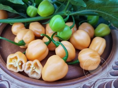 Перец «Habanero Peach» Перец «Habanero Peach»