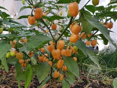 Перец «Habanero Peach» Перец «Habanero Peach»