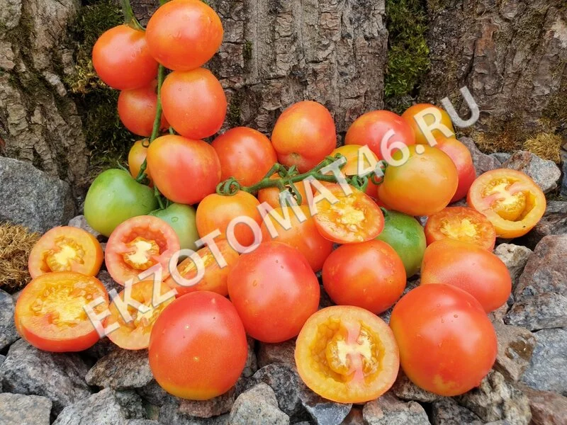 Томат «Karma Apricot»