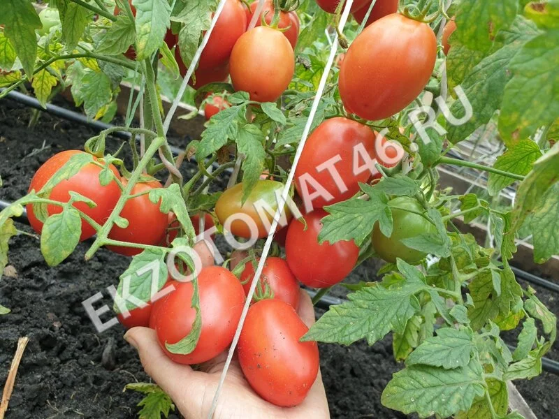 Томат «Kecskemeti 549»