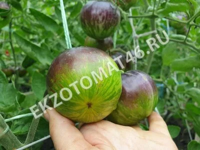 Томат «Kryptonite»