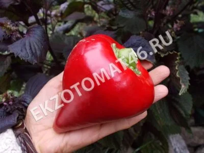 Перец «Леся»