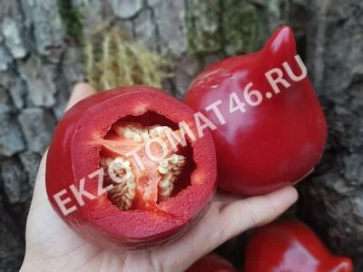 Перец «Леся»