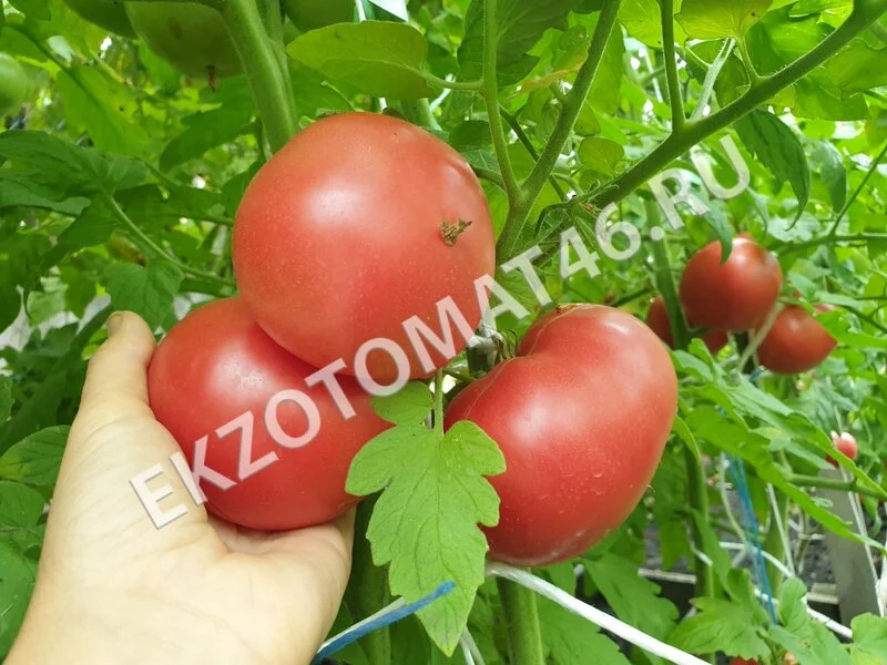 Томат «Livingston’s Main Crop Pinkt»