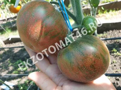 Томат «Loaghtan Woolies»