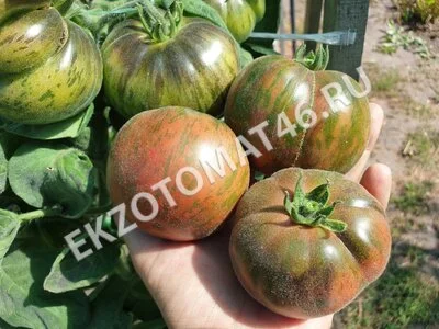Томат «Loaghtan Woolies»