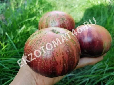 Томат «Lovely Lush»