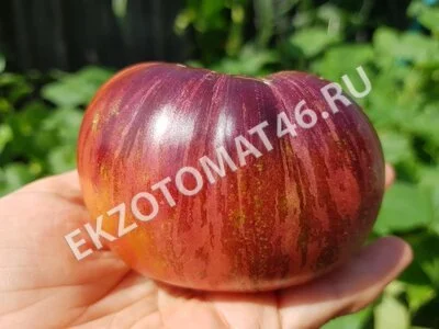 Томат «Lovely Lush»