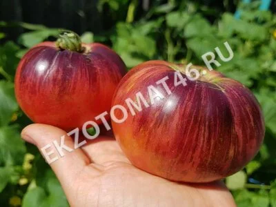 Томат «Lovely Lush»
