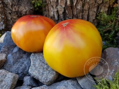 Томат «Mammoth German Gold»