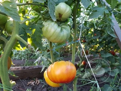 Томат «Mammoth German Gold»