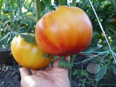 Томат «Mammoth German Gold»