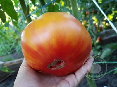 Томат «Mammoth German Gold»