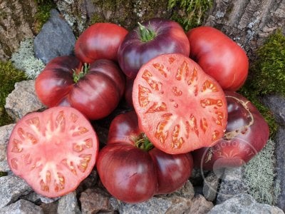 Томат « Mar Azul»