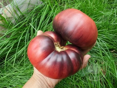 Томат « Mar Azul»