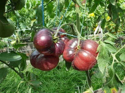 Томат « Mar Azul»