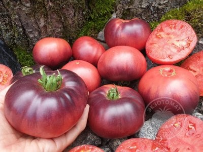 Томат « Mar Azul»