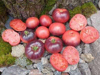 Томат « Mar Azul»