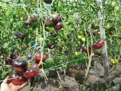 Томат « Mar Azul»