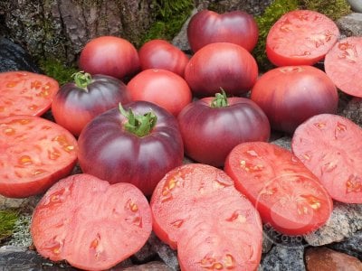 Томат « Mar Azul»