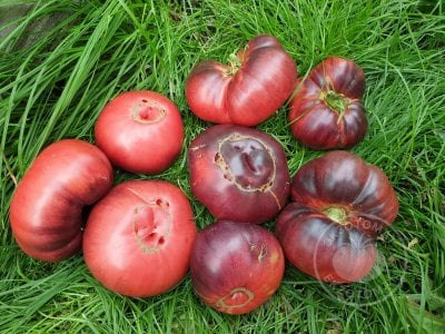 Томат « Mar Azul»