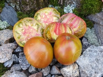 Томат «Marizol Purple»