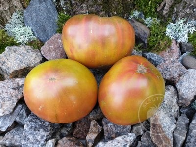 Томат «Marizol Purple»