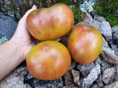 Томат «Marizol Purple»