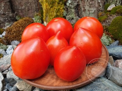 Томат «Минусинские стаканы красные» Томат «Минусинские стаканы красные»