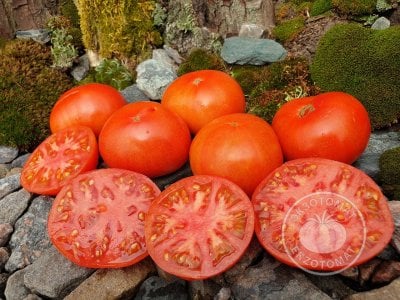 Томат «Монгольский карлик» Томат «Монгольский карлик»