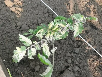 Томат «Moonlight Mile» (variegated)
