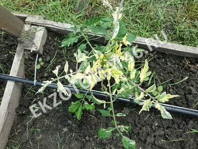 Томат «Moonlight Mile» (variegated)