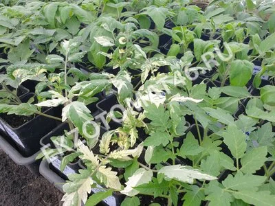 Томат «Moonlight Mile» (variegated)