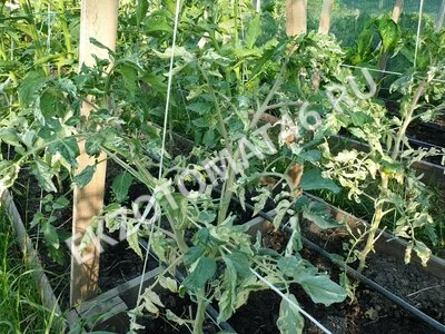 Томат «Moonlight Mile» (variegated)