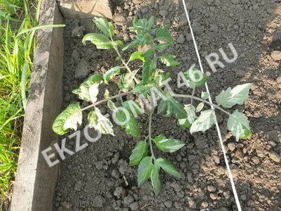 Томат «Moonlight Mile» (variegated)
