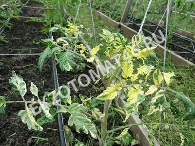 Томат «Moonlight Mile» (variegated)