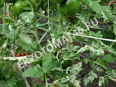 Томат «Moonlight Mile» (variegated)
