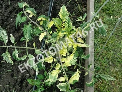Томат «Moonlight Mile» (variegated)